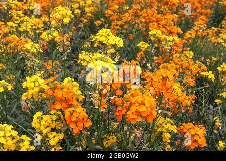 Erysimum allionii Sibirische Wandblume – orangefarbene Blüten an hohen Stielen und dunkelgrünen lanzförmigen Blättern, Juni, England, Großbritannien Stockfoto