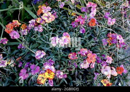 Erysimum cheiri / Wallflower ‘Monets Moment’ und ‘Constant Cheer’ Marmorierte Blumen mit violetten, weißen, roten und gelben Streifen, Juni, England, Großbritannien Stockfoto