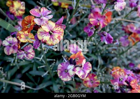 Erysimum cheiri / Wallflower ‘Monets Moment’ und ‘Constant Cheer’ Marmorierte Blumen mit violetten, weißen, roten und gelben Streifen, Juni, England, Großbritannien Stockfoto