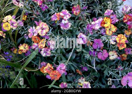 Erysimum cheiri / Wallflower ‘Monets Moment’ und ‘Constant Cheer’ Marmorierte Blumen mit violetten, weißen, roten und gelben Streifen, Juni, England, Großbritannien Stockfoto