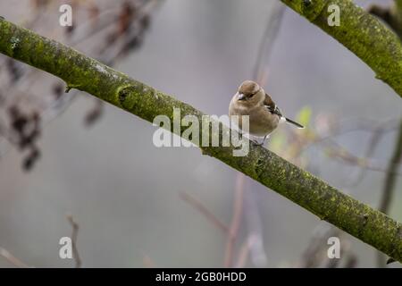 Der weibliche Gemeine Chaffinch (Fringilla coelebs) sitzt auf einem Ast und schaut sich um. Winter in schwachen Farben. Stockfoto