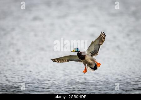 Männliche Stockente, die auf der Oberfläche eines Teiches landete, mit ausgestreckten Flügeln. Direkt über der Wasseroberfläche. Stockfoto