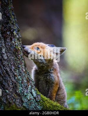 Ein junges Fuchsjunges sucht im Wald nach Futter und ernährt sich in der Nähe eines Baumes. Sie hat schöne blaue Augen und ist niedlich. Stockfoto