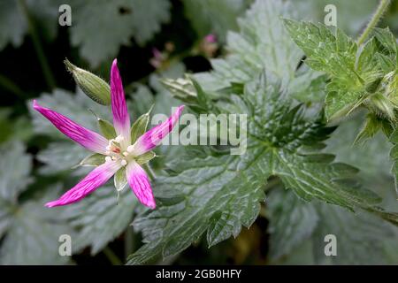 Geranium thurstonianum Thurstons Cranesbill - dunkelrosa Blume mit lanzförmigen Blütenblättern, Juni, England, Großbritannien Stockfoto