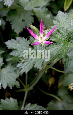 Geranium thurstonianum Thurstons Cranesbill - dunkelrosa Blume mit lanzförmigen Blütenblättern, Juni, England, Großbritannien Stockfoto