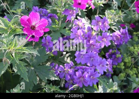 Geranium x magnificum purple Cranesbill Geranium wallichianum ‘Rosetta’ Wallich Cranesbill June, England, UK Stockfoto