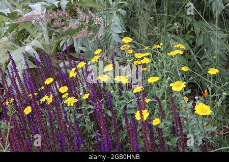 Glebionis segetum Corn Ringelblume - gelbe Gänseblümchen mit großer gelber Mitte, Juni, England, Großbritannien Stockfoto