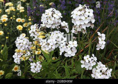 Hesperis matronalis var. albiflora dames violet – gewölbte Büschel aus weißen Blüten und dunkelgrünen, lanzenförmigen Blättern an hohen Stielen, Juni, England, Großbritannien Stockfoto