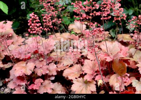 Heuchera ‘Apricot’ Alumwurzel / Korallenglocken Apricot - kleine röhrenförmige tiefrosa Blüten und Aprikosen- und rotbraune runde Palmatenblätter, Juni, England, UK Stockfoto