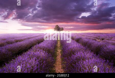 Reihen von purpurem Lavendel in einem Feld an einem Sommerabend, wenn die Sonne untergeht. Großbritannien, Fotokomposit Stockfoto