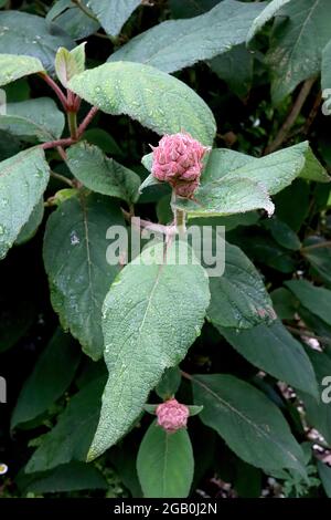 Hortensia aspera ‘macrophylla’ BLÜTENKNOSPEN NUR großblättrige, scheußige Hortensien – pelzige, tiefrosa Blütenknospe und große eiovierte Blätter, Juni, Großbritannien Stockfoto