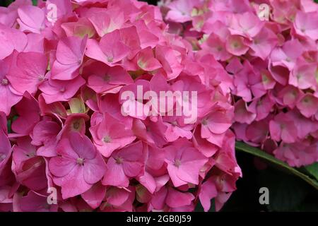 Hortensia macrophylla ‘Forever Pink’ Hortensia Forever Pink - große Blütenköpfe mit tiefrosa Blüten, Juni, England, Großbritannien Stockfoto