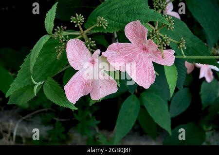 Hortensia paniculata ‘Pinky Winky’ Hortensia Pinky Winky – rosa Blüten mit weißen Adern und unregelmäßigen Blütenblättern, Juni, England, Großbritannien Stockfoto