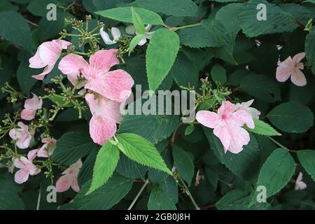 Hortensia paniculata ‘Pinky Winky’ Hortensia Pinky Winky – rosa Blüten mit weißen Adern und unregelmäßigen Blütenblättern, Juni, England, Großbritannien Stockfoto