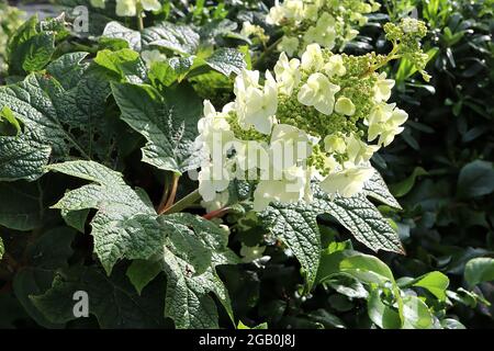 Hortensia quercifolia ‘Snow Queen’ Hortensia Snow Queen – aufrechte Rispen aus einzelnen cremefarbenen Blüten und oakleafarbenen Blättern, Juni, Großbritannien Stockfoto