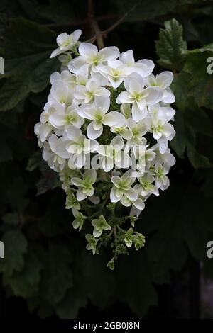 Hortensia quercifolia ‘Snowflake’ eichenblättrige Hortensia Snowflake - hängende Rispe aus doppelten weißen Blüten und Eichenlaub-förmigen Blättern, Juni, England Stockfoto