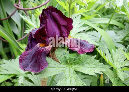 Iris Congo (TB) große bärtige Iris Purple Stürze und Standards, geäderte Basis, gelber Bart, Juni, England, VEREINIGTES KÖNIGREICH Stockfoto