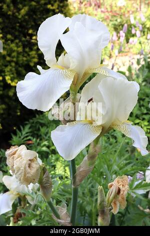 Iris ‘Edith Cavell’ (TB) große bärtige Iris Weiß fällt mit blauen Tönungen, karamellgeäderter Basis, weiße Standards, Juni, England, VEREINIGTES KÖNIGREICH Stockfoto