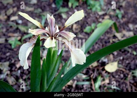 Iris foetidissima var citrina (SPEC) Art Iris Pale gelbe Wasserfälle, braune Adern, stumpf violette Standards, Juni, England, VEREINIGTES KÖNIGREICH Stockfoto