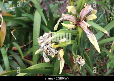 Iris foetidissima var citrina (SPEC) Art Iris Pale gelbe Wasserfälle, braune Adern, stumpf violette Standards, Juni, England, VEREINIGTES KÖNIGREICH Stockfoto