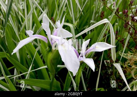 Iris laevigata ‘snowdrift’ Spezies Iris (SPEC) lange weiße Wasserfälle, kurze weiße Standards, violette Kämme, gelbes Signal, Juni, England, Großbritannien Stockfoto