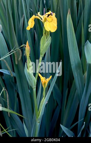 Iris pseudacorus ‘Roy Davidson’ Spezies Iris (SPEC) gelbe Flagge Iris Roy Davidson – gelbe Wasserfälle, braune Adern, kurze gelbe Standards, Juni, England, Stockfoto