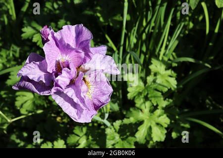 Iris sibirica ‘having Fun’ (Sib) Sibirische Iris having Fun – lavendelrosa Wasserfälle, geäderter Sockel, violette Standards, Juni, England, VEREINIGTES KÖNIGREICH Stockfoto