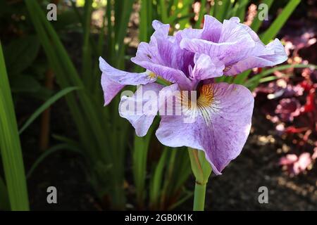 Iris sibirica ‘having Fun’ (Sib) Sibirische Iris having Fun – lavendelrosa Wasserfälle, geäderter Sockel, violette Standards, Juni, England, VEREINIGTES KÖNIGREICH Stockfoto