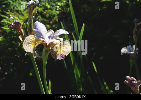 Iris sibirica ‘Pfau Schmetterling Uncorked’ (Sib) Sibirische Iris Uncorked – gelbe Wasserfälle mit breiten dunkelvioletten Rändern, geäderter Sockel, hellblauer Standard Stockfoto