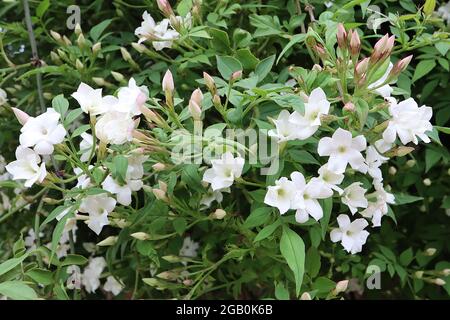 Jasminum officinale ‘Grandiflorum’ spanischer Jasmin - weiße sternförmige Blüten und mittelgrüne gefiederte Blätter, Juni, England, Großbritannien Stockfoto