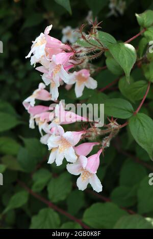Kalkwitzia / Linnaea amabilis ‘Pink Cloud’ Beauty Bush Pink Cloud – weiße glockenförmige Blüten mit gelb gemusterter Kehle und rosa Blütenblättern hinten, Stockfoto