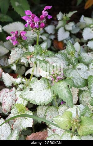 Lamium maculatum ‘Beacon Silver’ Leaves Only Spotted Deadnessel Beacon Silver – herzförmige, silbrig graue Blätter mit schmalen grünen Rändern Stockfoto