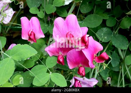 Lathyrus odoratus sweet Erbse – dunkelrosa Standard, purpurroter Kiel mit violettem Umriss, Juni, England, Großbritannien Stockfoto