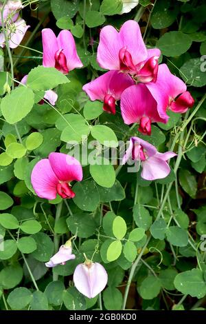 Lathyrus odoratus sweet Erbse – dunkelrosa Standard, purpurroter Kiel mit violettem Umriss, Juni, England, Großbritannien Stockfoto