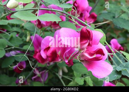 Lathyrus odoratus sweet Erbse – dunkelrosa Standard, purpurroter Kiel mit violettem Umriss, Juni, England, Großbritannien Stockfoto