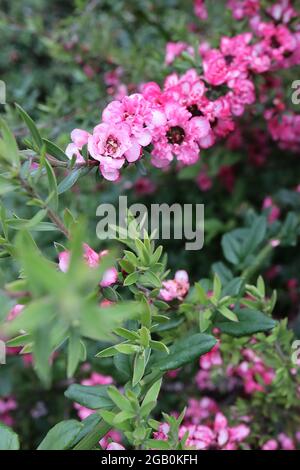 Leptospermum Scoparium ‘Coral Candy’ Manuka Myrtle Coral Candy – kleine doppelte rosa und weiße Blüten und kleine graugrüne Blätter, Juni, England, Großbritannien Stockfoto