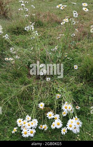 Leucanthemum vulgare-Gänseblümchen – weiße Gänseblümchen mit gelbem Zentrum an hohen schwachen Stielen, Juni, England, Großbritannien Stockfoto