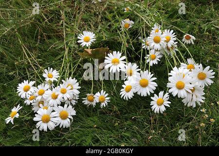 Leucanthemum vulgare-Gänseblümchen – weiße Gänseblümchen mit gelbem Zentrum an hohen schwachen Stielen, Juni, England, Großbritannien Stockfoto