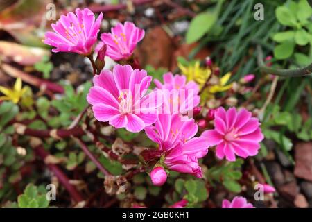 Lewisia cotyledon ‘Elise Mix’ Siskiyou lewisia Elise Mix – offene trichterförmige, tiefrosa Blüten mit weißen Rändern, Juni, England, Großbritannien Stockfoto