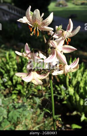 Lilium martagon ‘Albiflorum’ Martagon Lily Albiflorum – hängende, trichterförmige weiße Blüten mit karmesinroten Punkten und rekurvierten Blütenblättern, Juni, England, Stockfoto