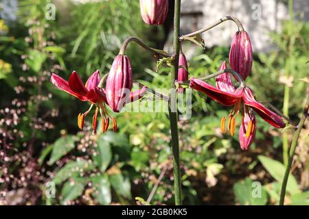 Lilium martagon ‘Claude Shrrid’ Martagon Lily Claude Shrrid – hängende trichterförmige lila rote Blüten mit orangen Markierungen und rekurvigen Blütenblättern, Juni, Stockfoto