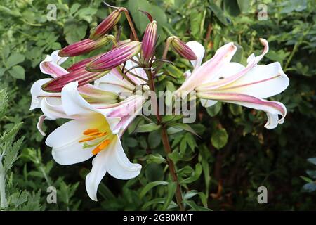 Königliche LILIENBLÜTEN Königliche Lilie – stark duftende große weiße Trompetenblüten mit rosa Blütenblattrücken an sehr hohen Stielen, Juni, England, Großbritannien Stockfoto