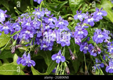 Lobelia erinus ‘Hot Tiger Eyes’ Trailing Lobelia Hot Tiger Eyes – malvenblaue zweilippige Blüten mit weißem basalem Fleck, Juni, England, Großbritannien Stockfoto