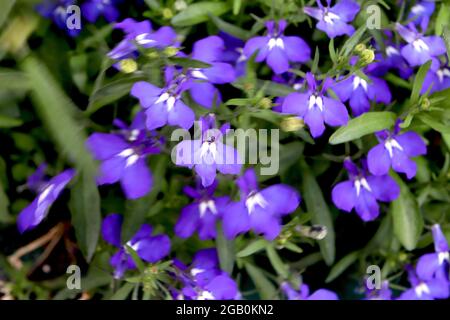 Lobelia erinus ‘Magadi Blue’ Trailing Lobelia Magadi Blue – violett-violette zweilippige Blüten mit zwei weißen, spitzen Markierungen, Juni, England, Großbritannien Stockfoto