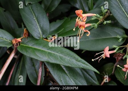 Lonicera henryi Henrys Geißblatt – lange röhrenförmige rosa und rote Blüten mit reflexartigen Blütenblättern, Juni, England, Großbritannien Stockfoto