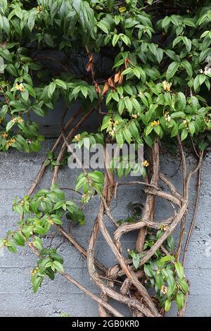 Lonicera henryi ‘Copper Beauty’ Henry’s Honeysuckle Copper Beauty – Twisting Branches, Juni, England, Großbritannien Stockfoto