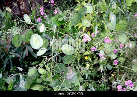 Lunaria annua SAMENSCHOTEN jährliche Ehrlichkeit – transparente mittelgrüne Samenschoten oder Silikel, Juni, England, Großbritannien Stockfoto