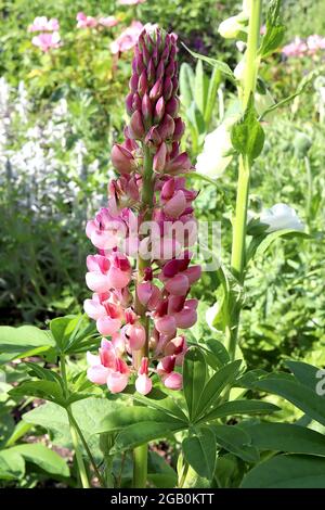 Lupinus ‘My Castle’ Lupine My Castle - dichte Blütenspitzen aus karmesinroten und rosafarbenen erbsenartigen Blüten, Juni, England, Großbritannien Stockfoto