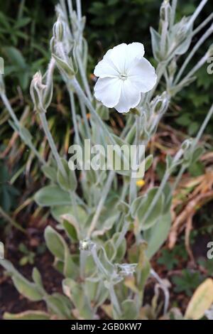 Lychnis coronaria ‘Alba’ Rose campion Alba – weiße, salbenförmige Blüten und silbergraue Blätter, Juni, England, Großbritannien Stockfoto