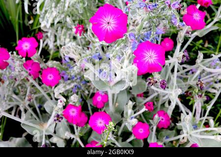 Lychnis coronaria Rose campion - neonrosa salbenförmige Blüten und silbergraue Blätter, Juni, England, Großbritannien Stockfoto